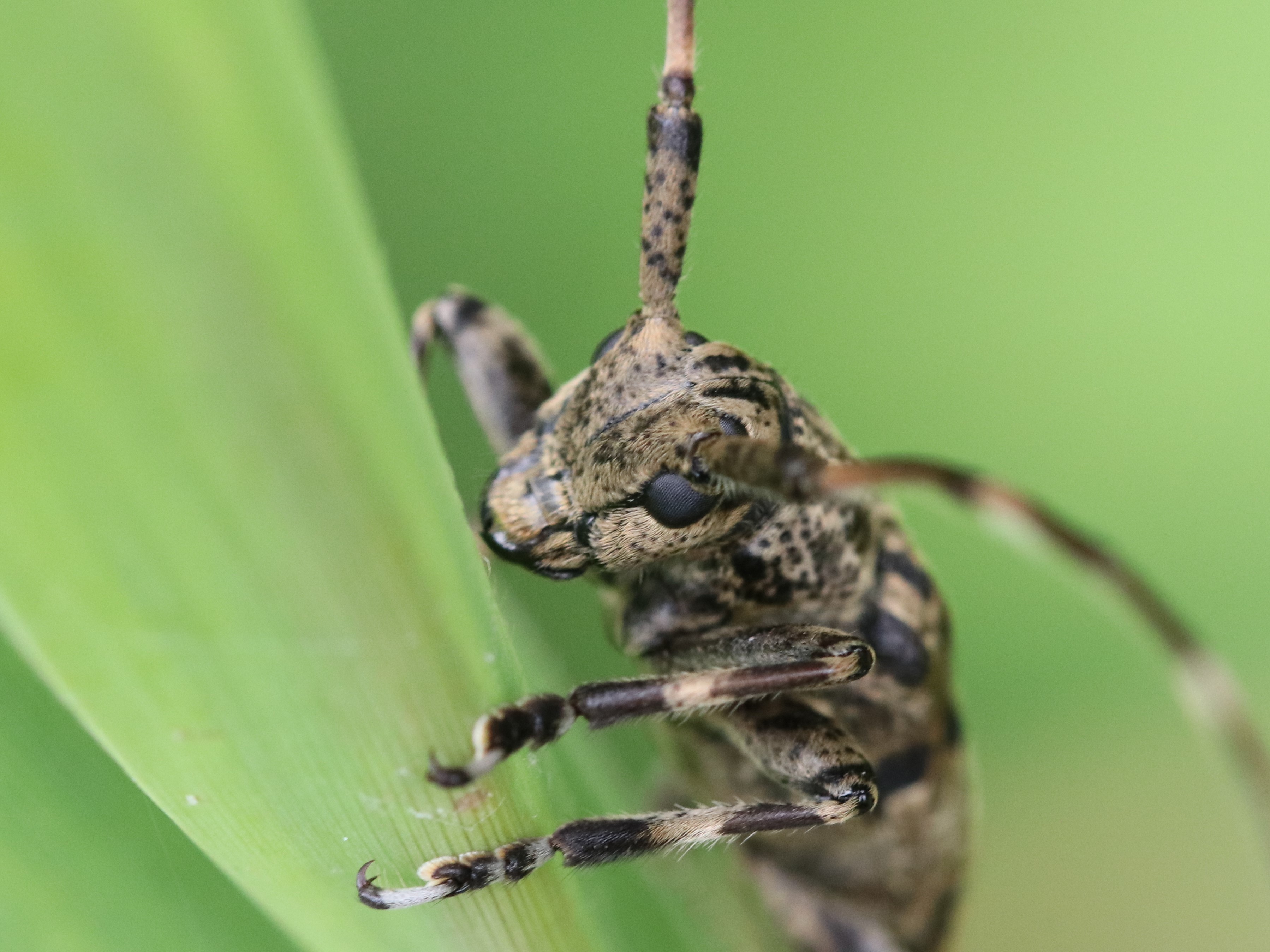 葉上のナガゴマフカミキリ